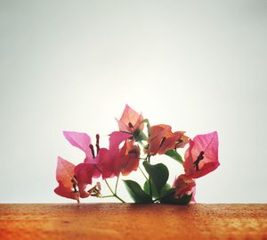 Close-up of pink flowers on table