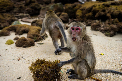 Monkey sitting on rock