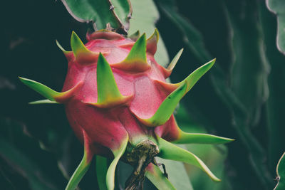 Close-up of pink flowering plant