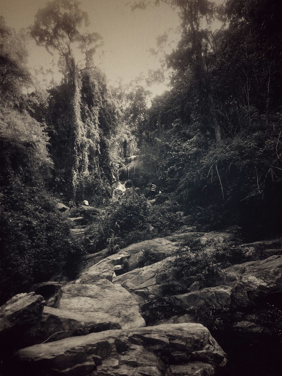 tree, rock - object, nature, tranquility, tranquil scene, beauty in nature, forest, scenics, non-urban scene, outdoors, growth, no people, day, landscape, sunlight, rock formation, non urban scene, idyllic, textured, sky