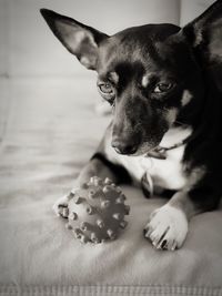 Close-up of dog relaxing on sofa at home