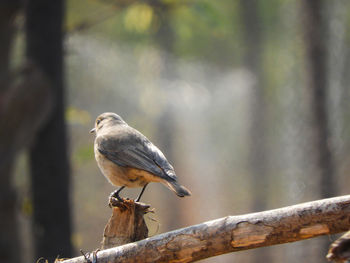 Close-up of bird perching on branch