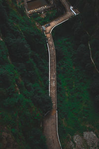 Road amidst trees in forest