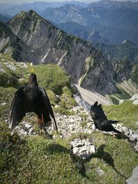 High angle view of common grackles flying over mountains