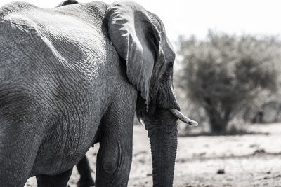 Close-up of elephant