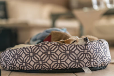 Close-up of dog sleeping on pet bed at home
