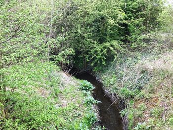 Scenic view of river in forest