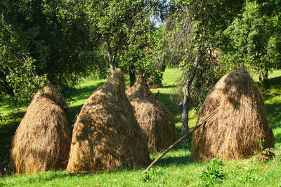 Trees growing in field