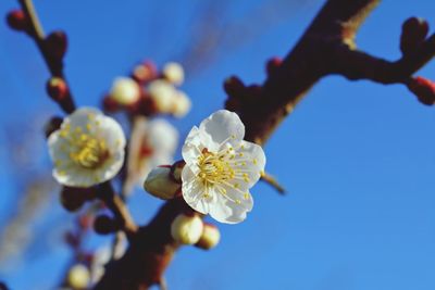 White japanese ume flower in early spring.