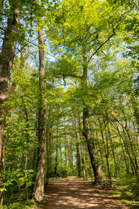 Scenic view of pine trees in forest