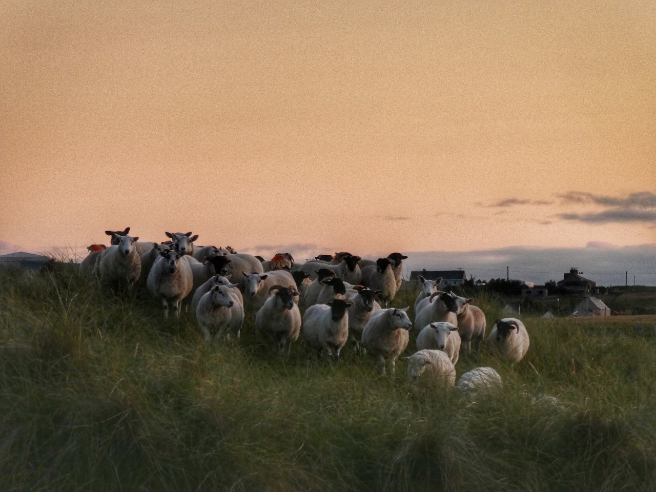 FLOCK OF SHEEP GRAZING ON FIELD