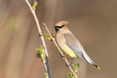 Bird perching on a branch