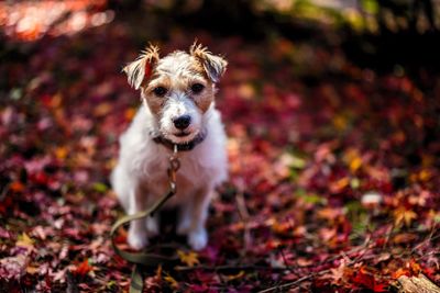 Leaf Animal