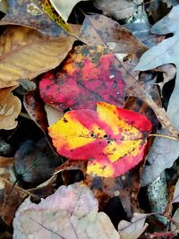 High angle view of dry maple leaves