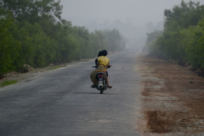 Rear view of people on motor scooter amidst trees in foggy weather