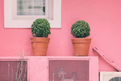 Potted plants on window