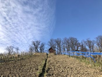 Scenic view of agricultural field against clear blue sky