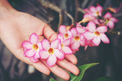 Close-up of pink flowers