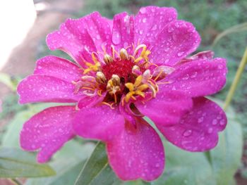 Close-up of pink flower blooming outdoors