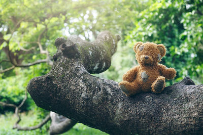 Close-up of stuffed toy on tree trunk