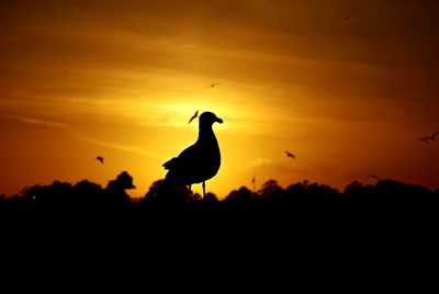 Silhouette birds on land against sky during sunset