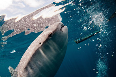 Close-up of fish in water