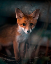 Close-up of fox