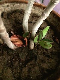 Close-up of tree trunk