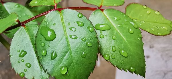 Close-up of wet plant leaves during rainy season