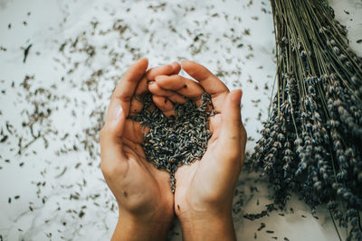 High angle view of hand holding plant