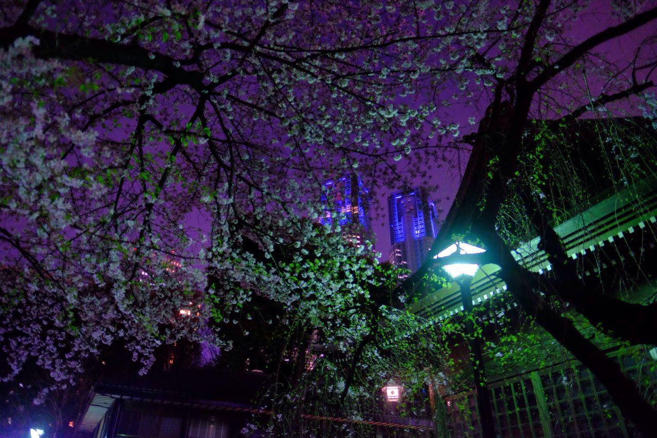 tree, branch, low angle view, illuminated, night, growth, built structure, building exterior, architecture, nature, lighting equipment, flower, outdoors, beauty in nature, no people, park - man made space, sky, city, street light, building