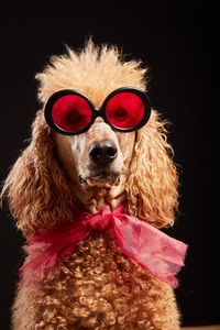 Portrait of dog wearing mask against black background