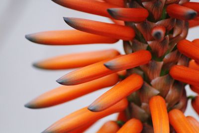 Close-up of orange chili peppers