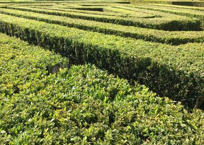 Scenic view of agricultural field