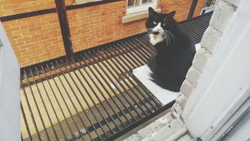 Cat sitting in corridor