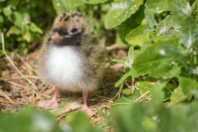 Close-up of young bird