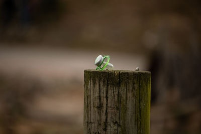 Close-up of pacifier on wooden post