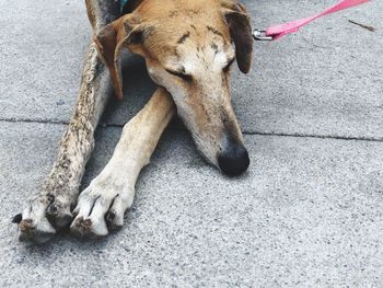 High angle view of dog relaxing on floor in city