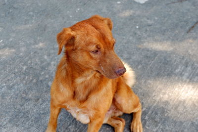 High angle view of a dog looking away