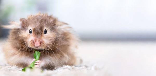 Close-up of squirrel