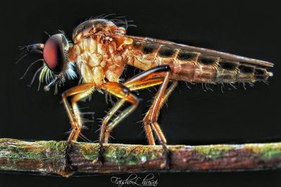 Close-up of insect over black background