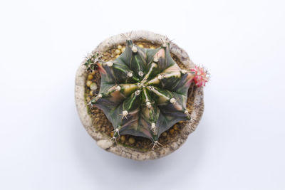 Close-up of succulent plant against white background