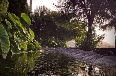 Trees growing by lake in forest