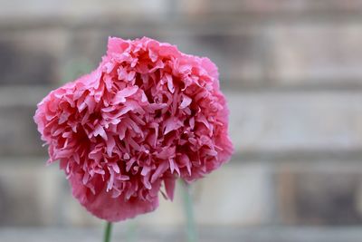 Close-up of pink flower