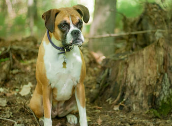 Boxer relaxing on field