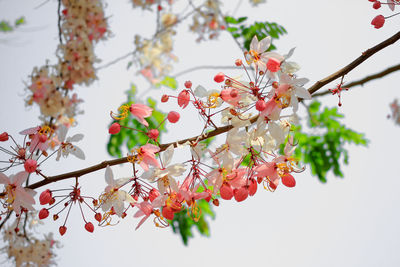 Close-up of cherry blossoms in spring