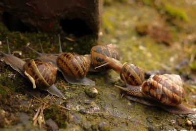 Close-up of snail on field