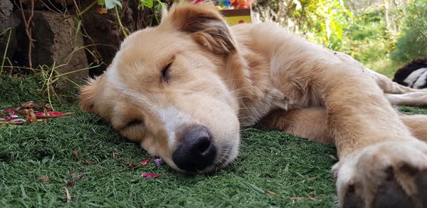 Close-up of a dog relaxing on field