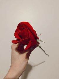 Close-up of hand holding red rose against white background