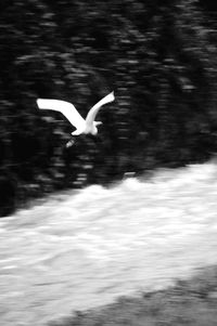 Swan flying in water